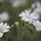 F-69090-blommor