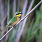 f-31454-bee-eater