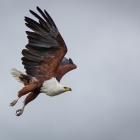 f-31454-fish-eagle