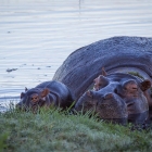 f-31454-hippos
