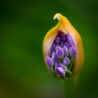 5 Allium