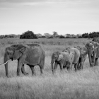 4 Elefanter