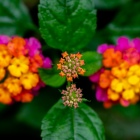18-f-56882-blomfyrerkeri