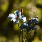 s-06650-Blåblomster
