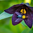 s-31454-pollinatören