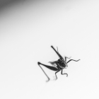s-65990-batman