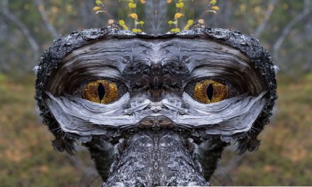 Årets bild 2016 – efterbehandlat 1