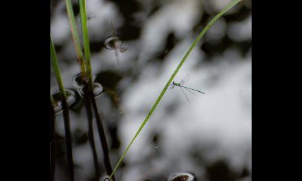 Åretsbild 2018