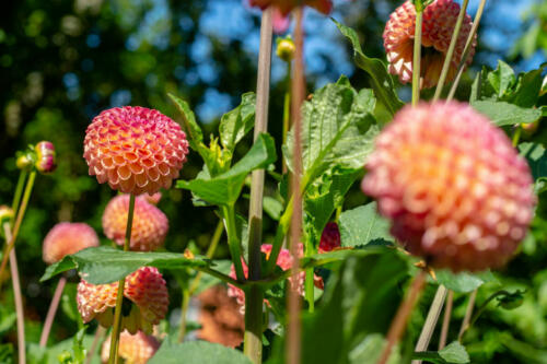 010-bollblommor
