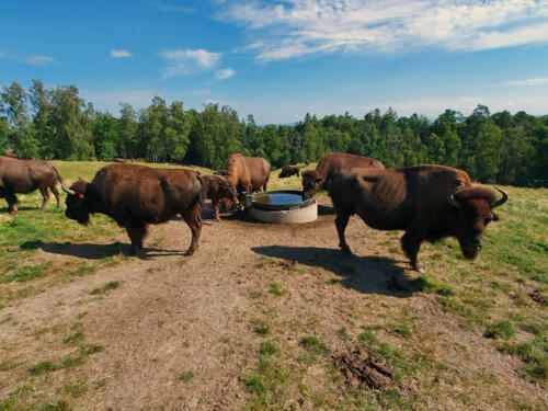 023-bisonfarm 1.jpg