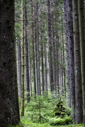 f-11032-Trollskog 