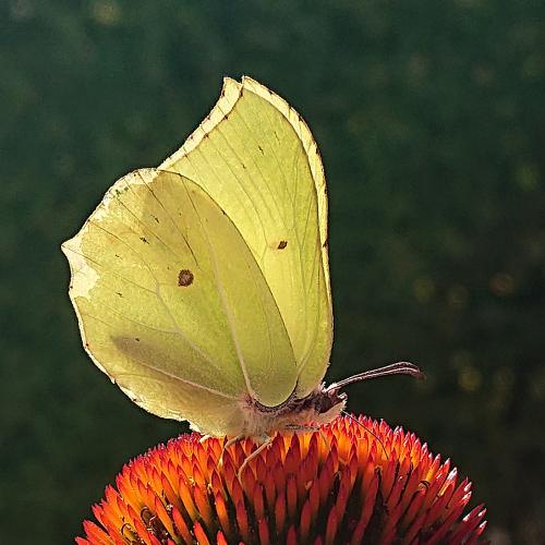f-25195-Citronfjaril