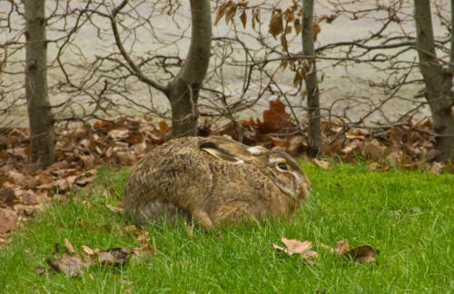 f-25195-Frusen hare 