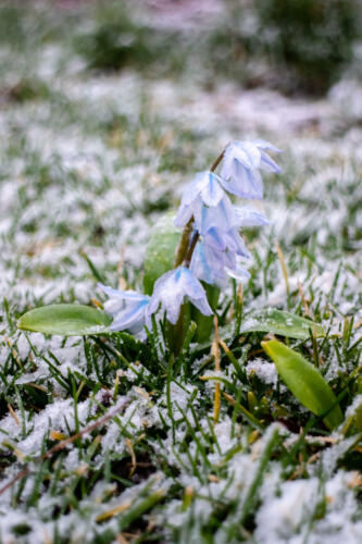 f-56882-frusen blomma 