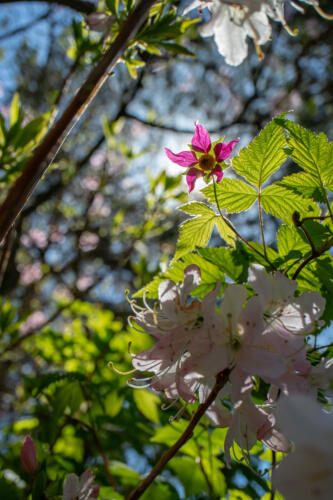 f-56882-lysande blomma 