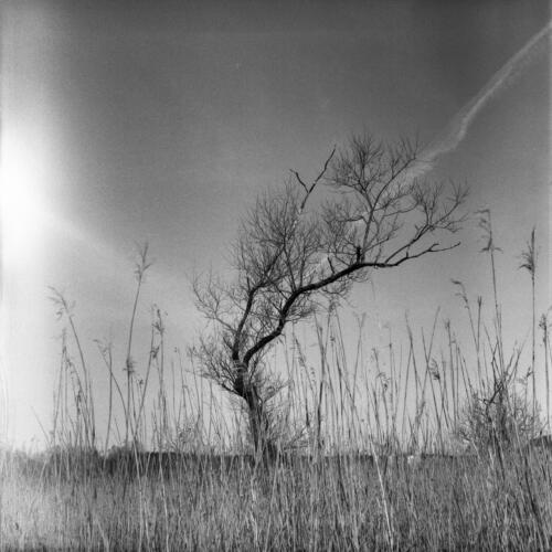 s-50239-träd