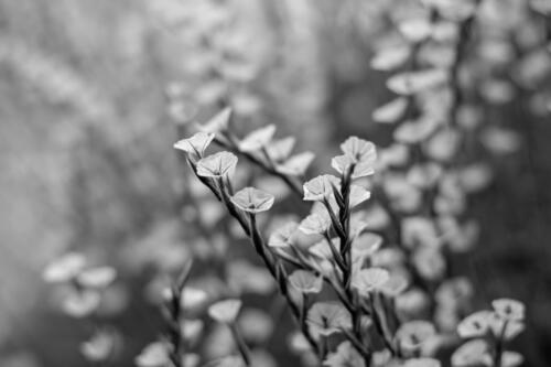 s-56882-strutar