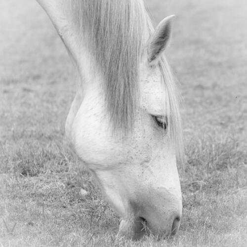 s-69090-Hungrig
